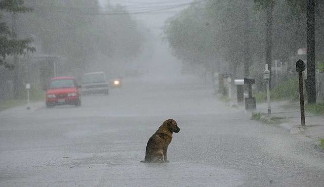 dog rain