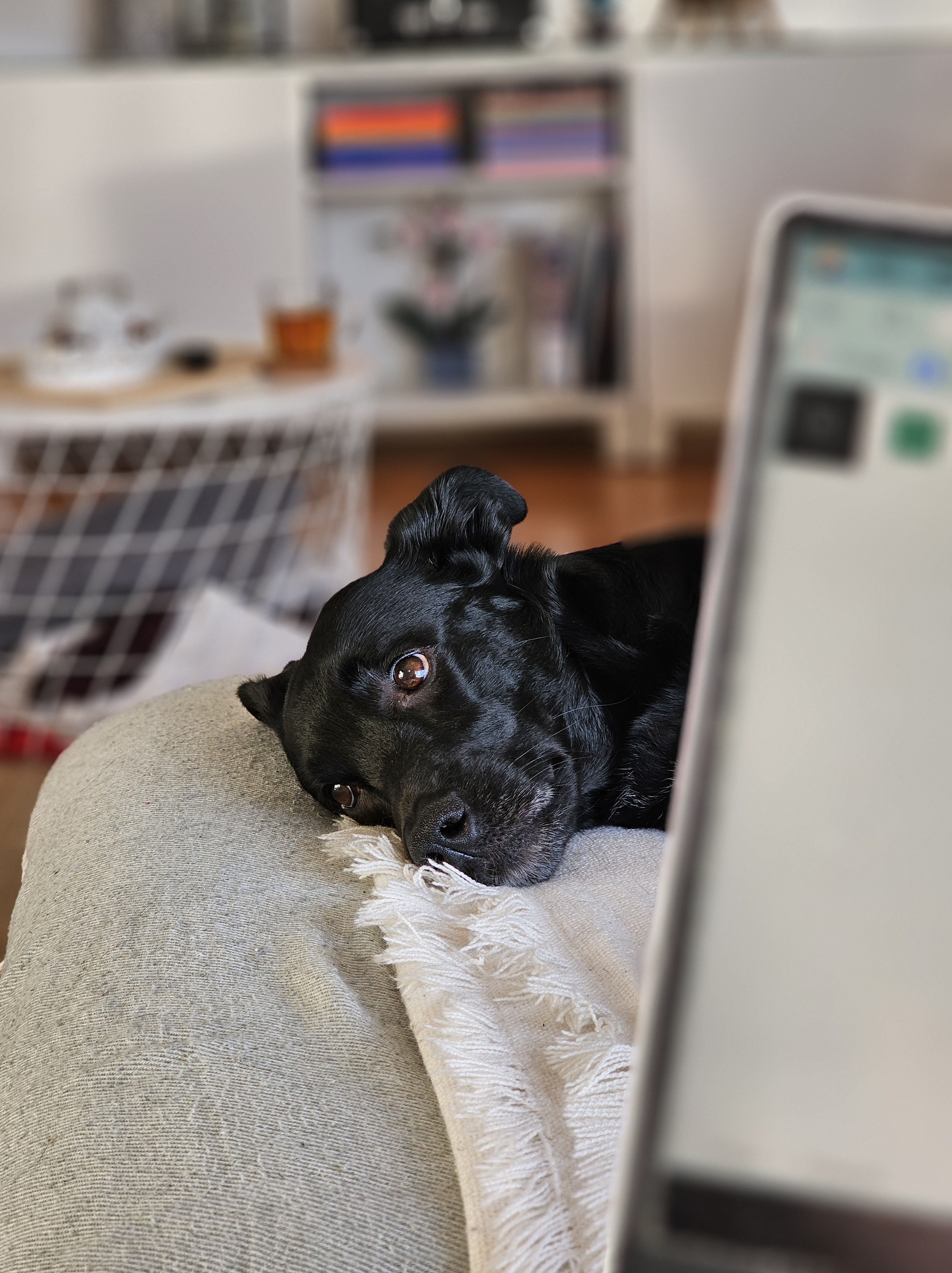 Descobri a razão da crescente popularidade com o género YA